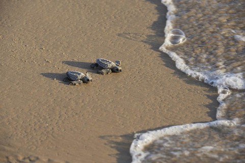 Kemp's Ridley Sea Turtle