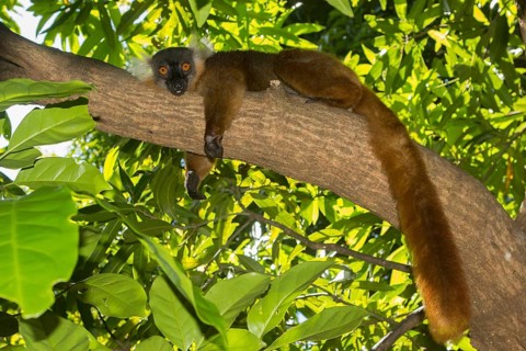 Black lemur