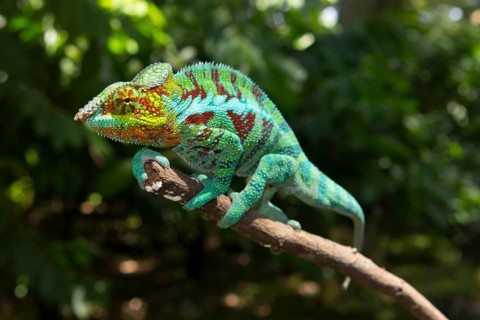 Panther chameleon