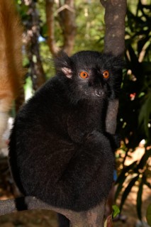 Male black lemur