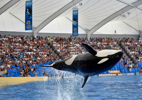 Orca