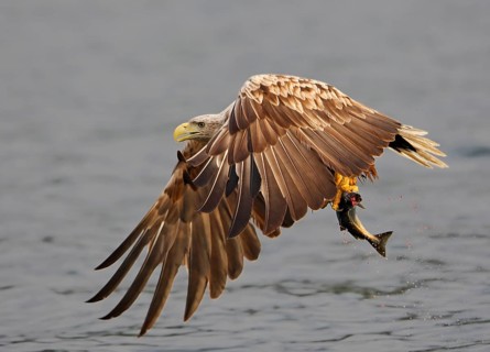 White-tailed eagle
