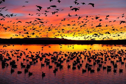 Many snow geese