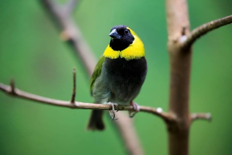 Cuban Finch