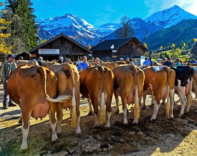 Simmental cows at a cattle show