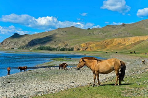 Herd of horses on the Orchon River