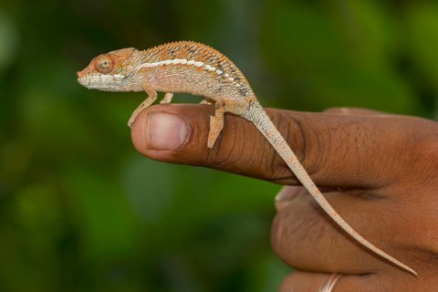 Angel's chameleon
