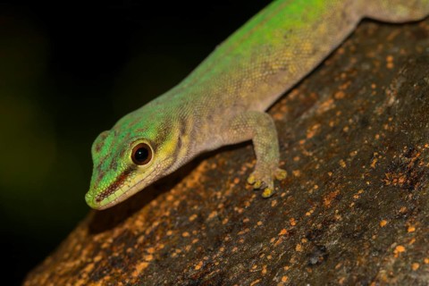 Abbott's day gecko
