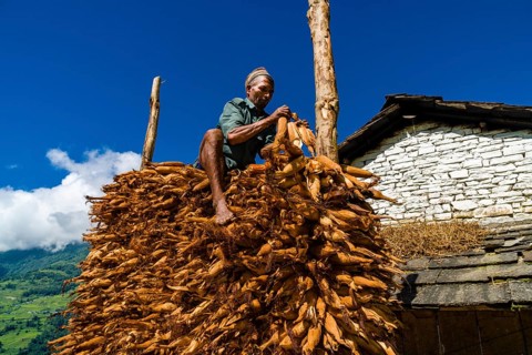 Native man piling up corncobs in front of house