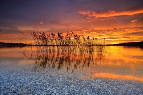 Reeds reflected in the Lake Geiseltalsee at sunrise