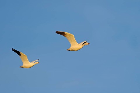 Snow Goose
