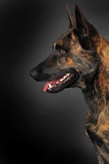 Dutch Shepherd