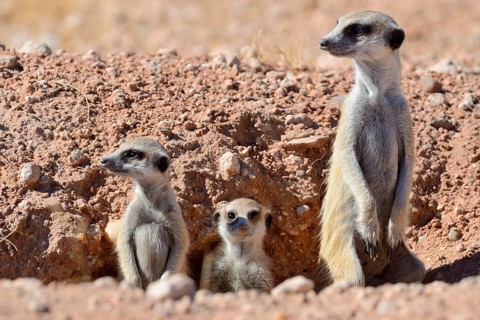 Meerkats