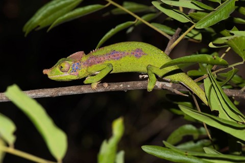 Rhino chameleon
