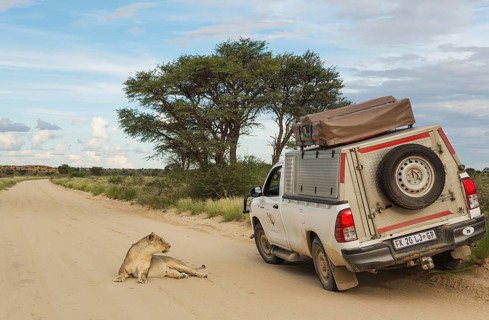 Lioness