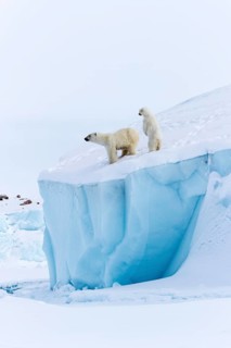 Polar bears
