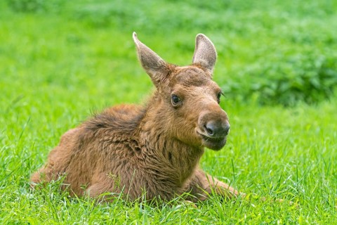 Young elk