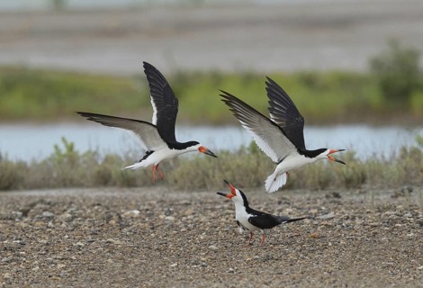 Black skimmer