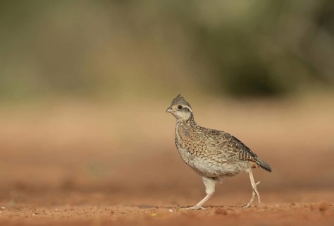 Northern Bobwhite