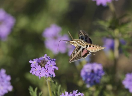 White-lined Sphinx