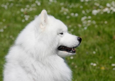 Samoyed
