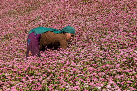 Female farmer working in blossoming pink buckwheat field