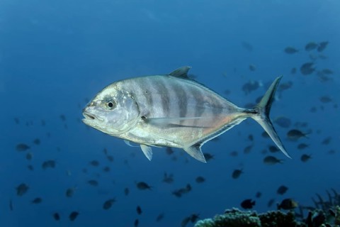 Blue trevally