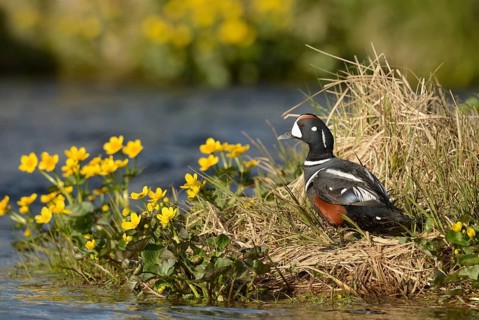 Harlequin duck