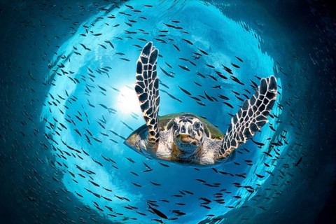 Green turtle