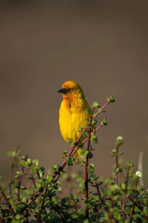 Cape weaver