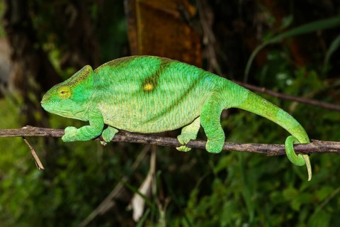 Parson's chameleon