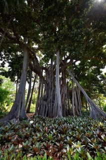 Moreton Bay fig trees at the Botanical Gardens
