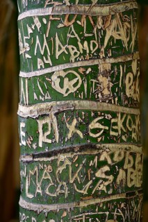 Carved initials in tree bark