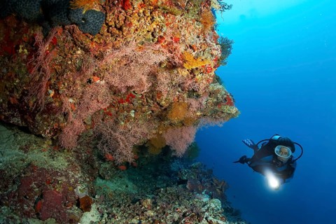 Diver viewing coral reef with sea fans