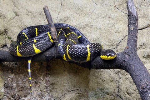 Mangrove tree snake