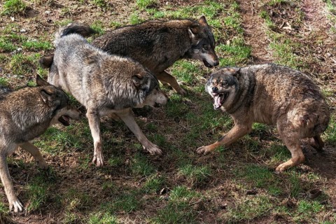 Fighting Wolves