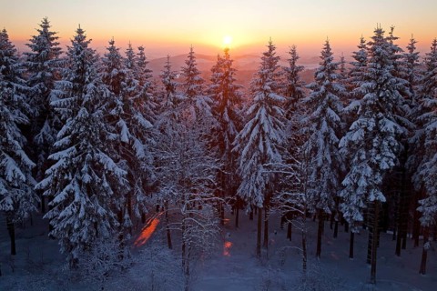Snow covered spruce trees at sunset in winter