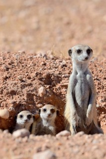Meerkats