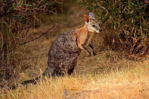 Tammar wallaby