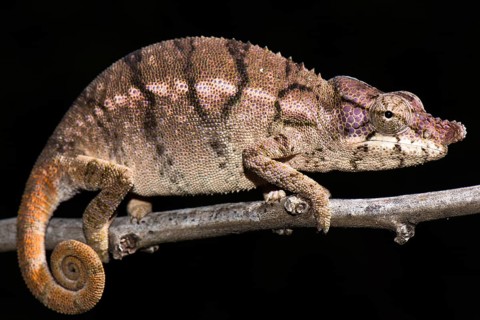Rhino chameleon