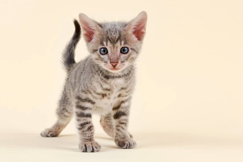 Toyger