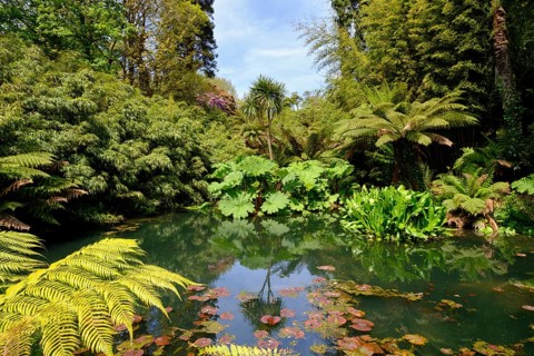 Jungle