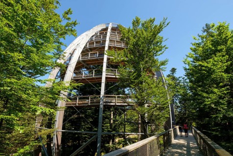 Tree tower