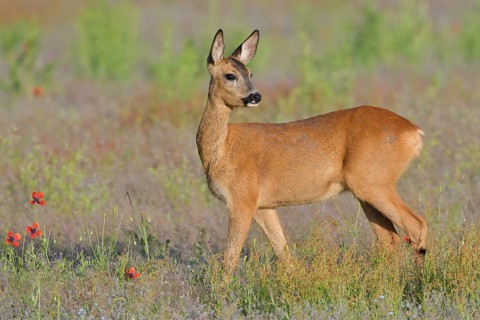 European roe deer