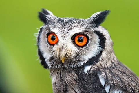 Southern white-faced owl