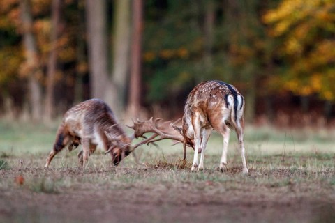 Fallow deer