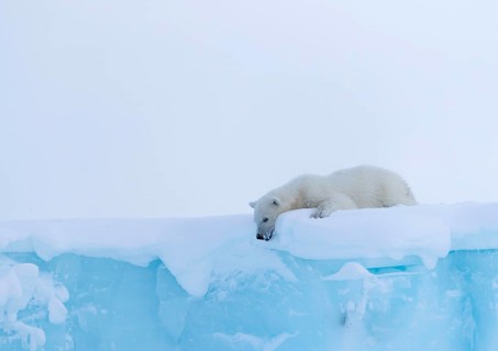 Polar bear