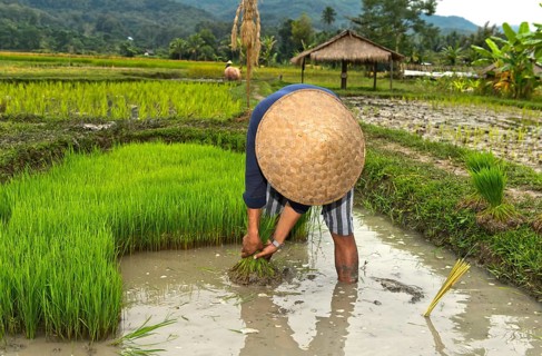 Farmer with bamboo hat during planting in rice field