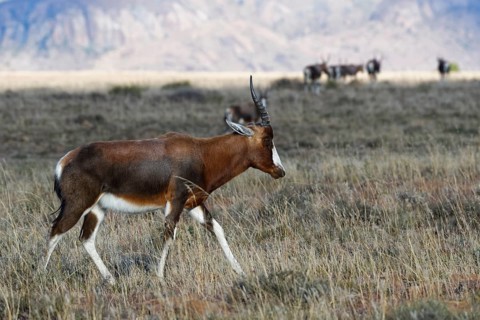 Blesbok