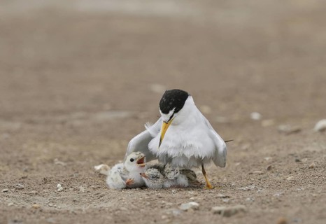 Least Terns